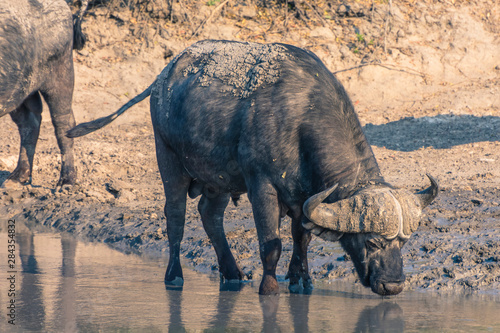 Botswana. Chobe National Park. Savuti. Old male Cape buffalo  Syncerus caffer  in the mud.