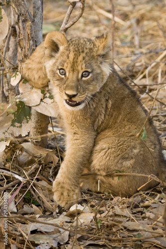 Okavango Delta, Botswana. Close-up of lion cub with paw stuck in twigs.