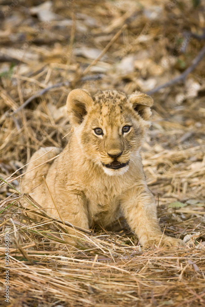Okavango Delta, Botswana. Close-up of lion cub. Okavango Delta, Botswana. Close-up of lion cub.