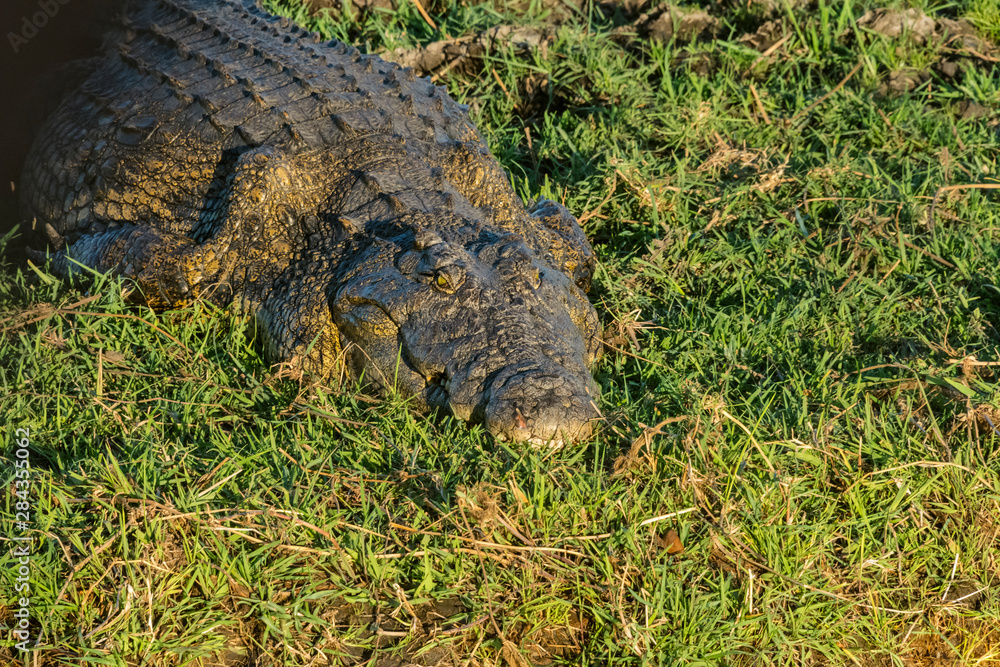 Fototapeta premium Crocodile, Chobe National Park. North-West District, Botswana.