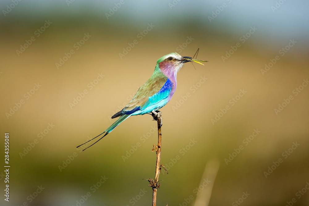 Africa, Botswana, Chobe National Park, Lilac-Breasted Roller (Coracias caudata) holds grasshopper in its bill while resting in Savuti Marsh