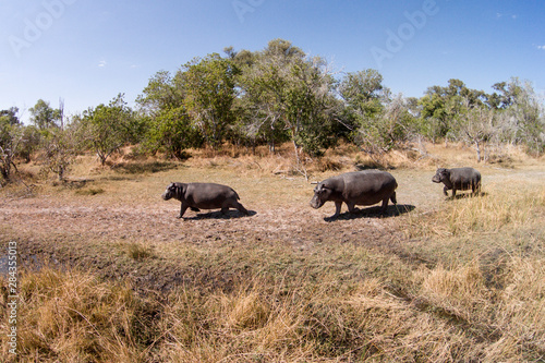 Africa  Botswana  Moremi Game Reserve  Aerial view of Hippopotamus  Hippopotamus amphibius  in wetlands of Okavango Delta