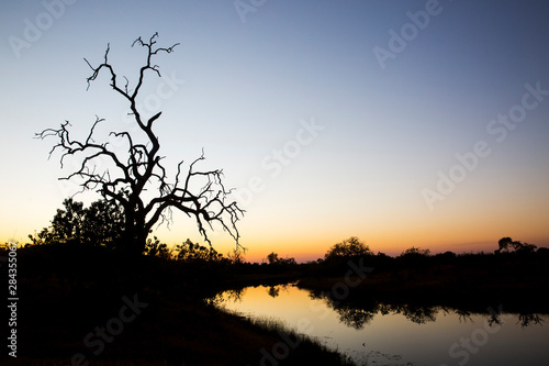 Africa, Botswana, Chobe National Park, Gnarled remains of tree along newly flowing Savuti Channel in Okavango Delta within Kalahari Desert at dusk