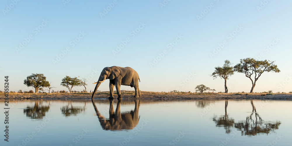 Fototapeta Afryka, Botswana, Park Narodowy Chobe, Słoń afrykański (Loxodonta Africana) stoi na skraju wodopoju w Savuti Marsh