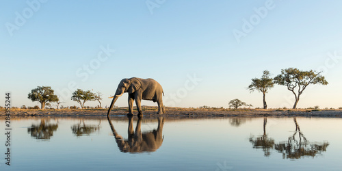 Africa, Botswana, Chobe National Park, African Elephant (Loxodonta Africana) stands at edge of water hole in Savuti Marsh photo