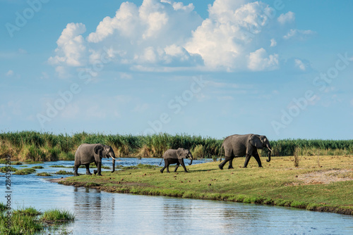 Okavango Delta, family of elephants crossing river photo