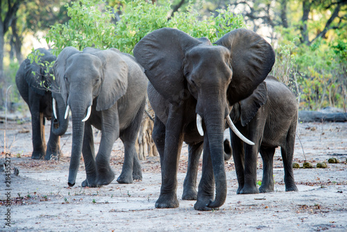 Elephant herd in acacia trees