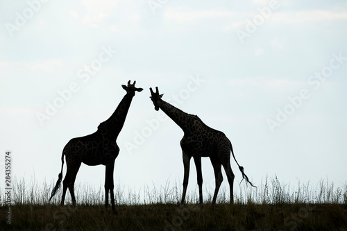 Photography Africa, Botswana, Chobe National Park, Silhouette of herd of Giraffes (Giraffa c