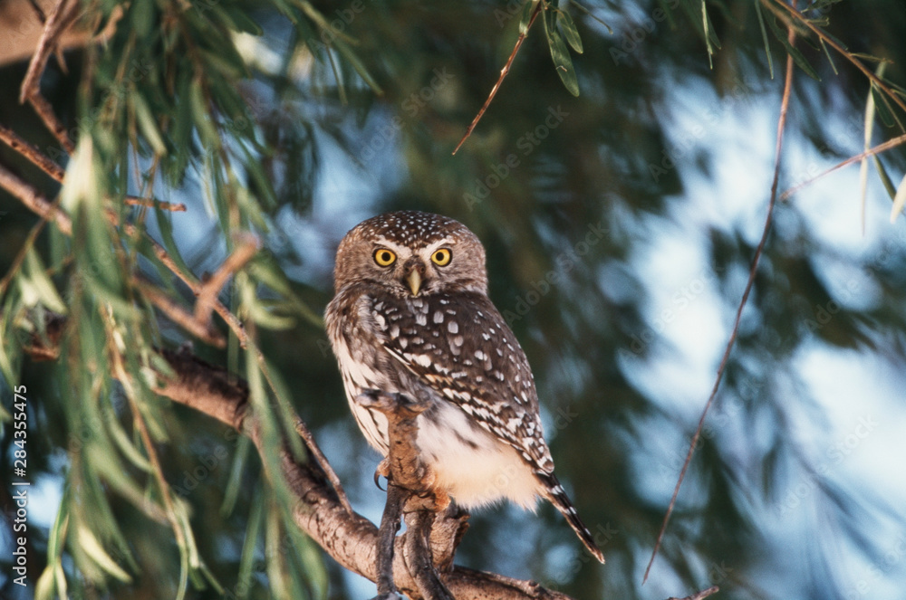 Fototapeta premium Botswana, Pearl-Spotted Owl (Glaucidium perlatum)