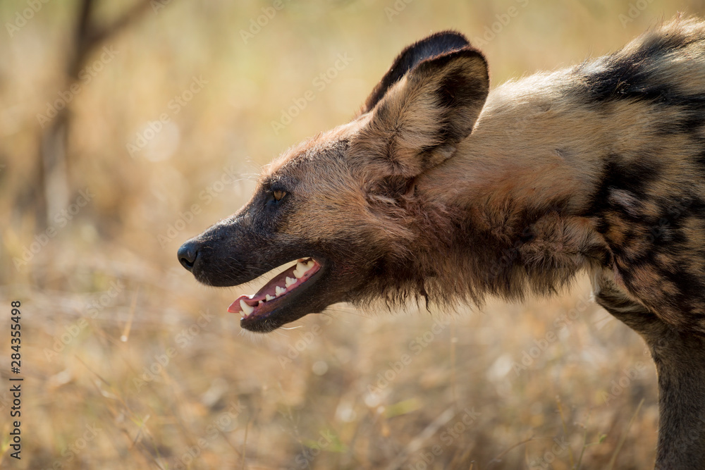 Africa, Botswana, Moremi Game Reserve, Profile of African wild dog (Lycaon pictus) breathing hard while walking in Okavango Delta Africa, Botswana, Moremi Game Reserve, Profile of African wild dog (Lycaon pictus) breathing hard while walking in Okavango Delta