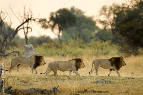 Africa, Botswana, Moremi Game Reserve, Three Adult Male Lions (Panthera Leo) walking in morning sun in Okavango Delta