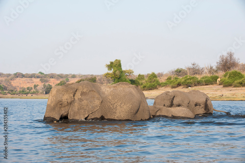 Elephants (Loxodonta africana), Chobe National Park, Botswana.