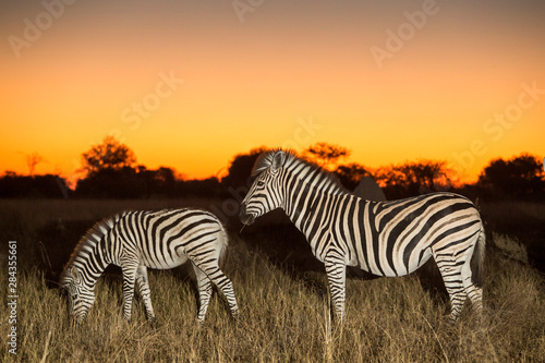 Africa  Botswana  Moremi Game Reserve  Flash image of Plains Zebra herd  Equus burchellii  at dusk in Okavango Delta