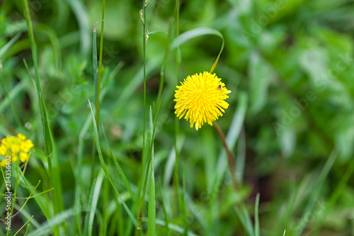 dandelion