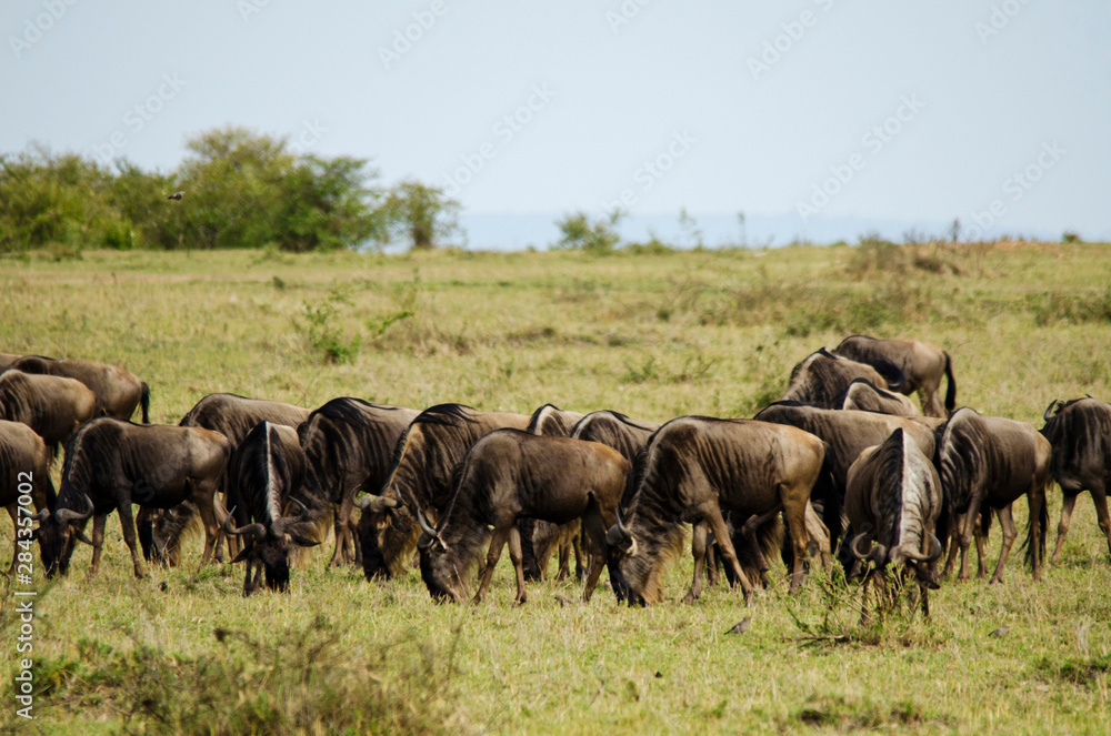 Kenya, Masai Mara National Reserve, wildebeest grazing Kenya, Masai Mara National Reserve, wildebeest grazing