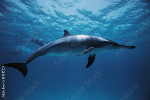 Egypt, Southern Red Sea, Spinner Dolphins (Stenella longirostris) underwater swimming with diver © Stuart Westmorland/Danita Delimont