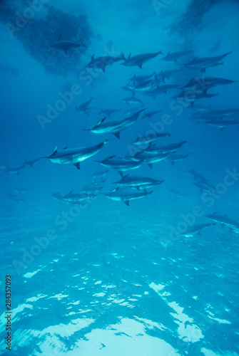 Egypt, Southern Red Sea, Pod of spinner dolphins (Stenella longirostris) swimming together underwater in the sea © Stuart Westmorland/Danita Delimont