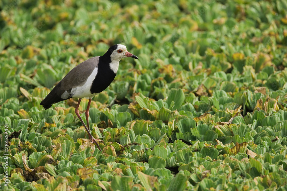 Long-toed Lapwing hunting on water lettuce, Masai Mara, Kenya, Vanellus crassirostris Long-toed Lapwing hunting on water lettuce, Masai Mara, Kenya, Vanellus crassirostris