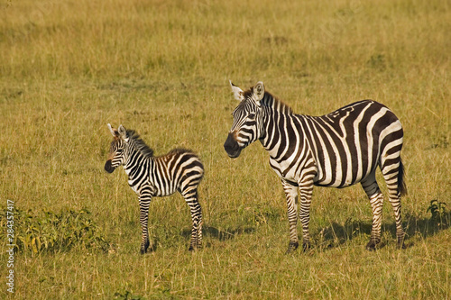 Mother and baby Burchell s Zebras  Equus burchellii  Masai Mara  Kenya