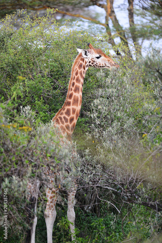 Kenya, Lake Nakuru National Park, giraffe eating from the tree