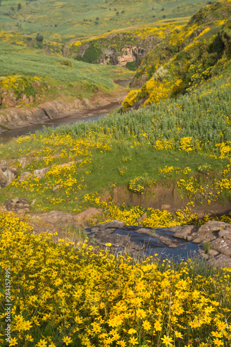 Africa, Ethiopia, Ethiopian Highlands, Western Amhara, meskel flowers (Yadey abeba). Countryside with meskel flowers in full bloom. photo