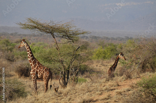 Kenya, Laikipia, Il Ngwesi, Reticulated Giraffes in the bush photo