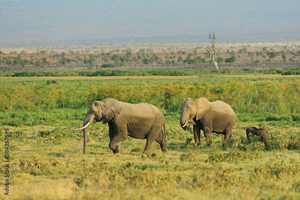 Fototapeta premium Kenya, Amboseli National Park, Elephant family walking in dust with calf