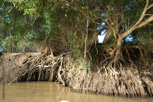 Ethiopia: Lower Omo River Basin, Omo Delta at low water season, roots of riverine trees exposed as flood waters recede