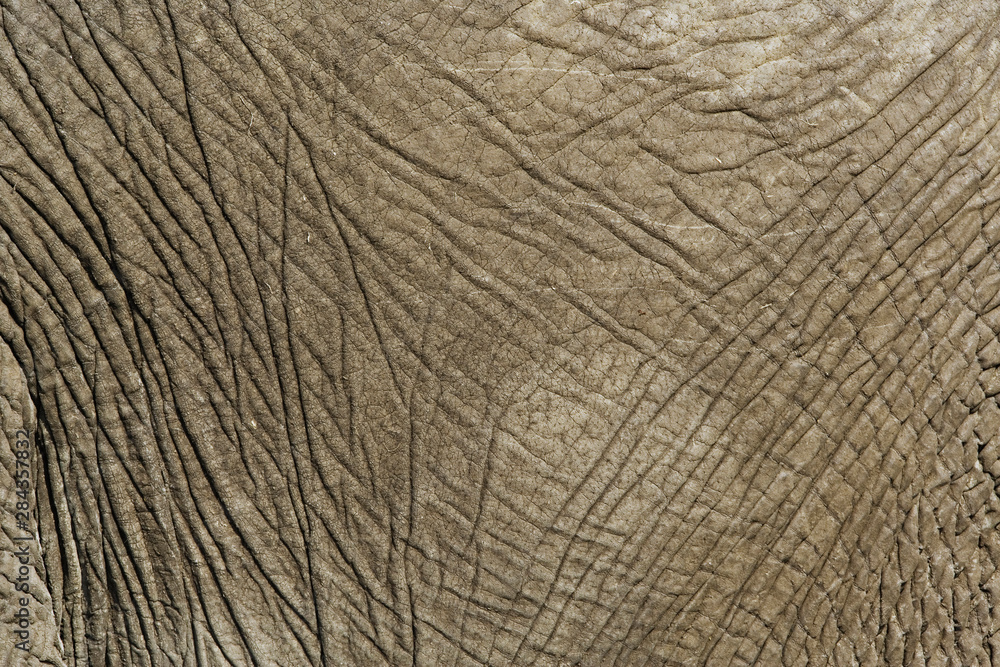 Close-up of African Elephant skin, Loxodonta africana, Masai Mara, Kenya Close-up of African Elephant skin, Loxodonta africana, Masai Mara, Kenya
