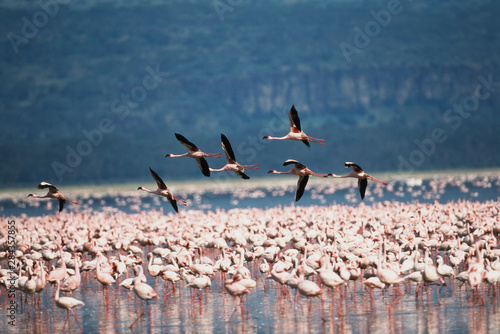 Kenya, Lake Nakuru National Park, Lesser Flamingos in flight (Phoenicopterus Minor)