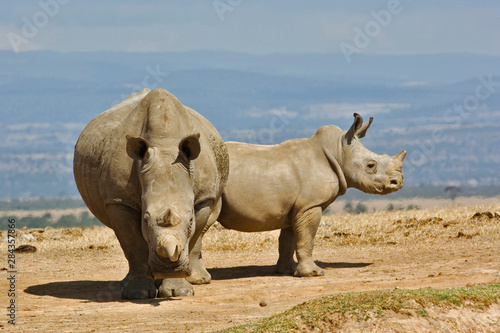 Mother and baby White Rhinoceros, Ceratotherium simum, Abadare Country Club, Kenya,
