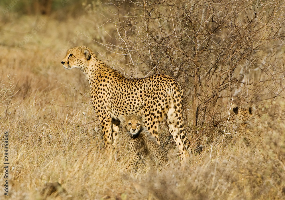 Kenya, Samburu National Reserve. Mother cheetah with two babies. Credit as: Dennis Kirkland / Jaynes Gallery / DanitaDelimont.com Kenya, Samburu National Reserve. Mother cheetah with two babies. Credit as: Dennis Kirkland / Jaynes Gallery / DanitaDelimont.com