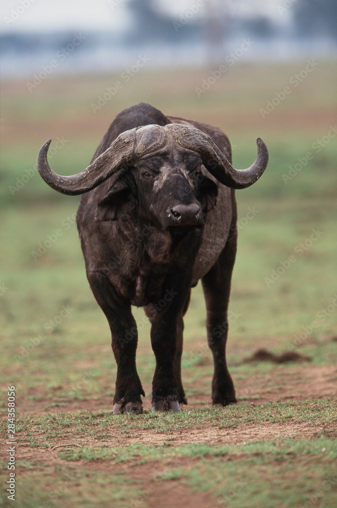 Kenya, Maasai Mara National Reserve, Cape Buffalo standing on landscape Kenya, Maasai Mara National Reserve, Cape Buffalo standing on landscape