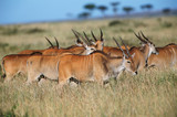 Kenya, Maasai Mara National Reserve, Giant Elands(Taurotragus Derbianus)