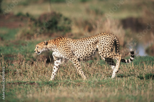 Kenya, Cheetah walking in Maasai Mara National Reserve