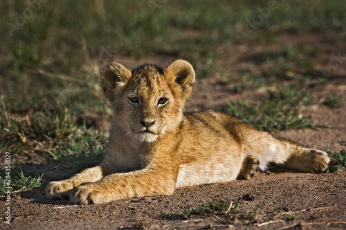 Lion cub, Panthera leo, lying in tire tracks, Masai Mara, Kenya