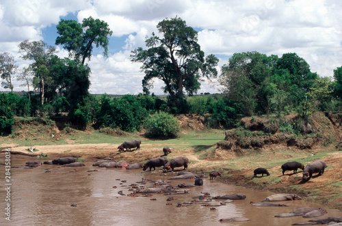 Kenya  Maasai Mara National Reserve  Heard of Hippopotamus  Hippopotamus Amphibius  in the Mara River