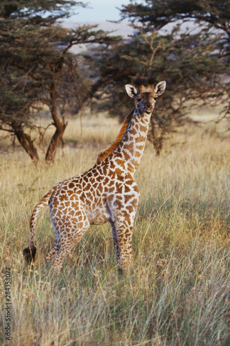 Kenya  Maasai Mara National Reserve  Baby Maasai Giraffe Giraffa Camelopardalis Tippelskirchi 