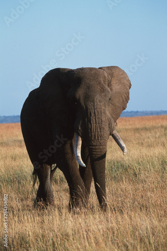 Kenya, Maasai Mara National Reserve, African Bush Elephant(Loxodonta Africana)