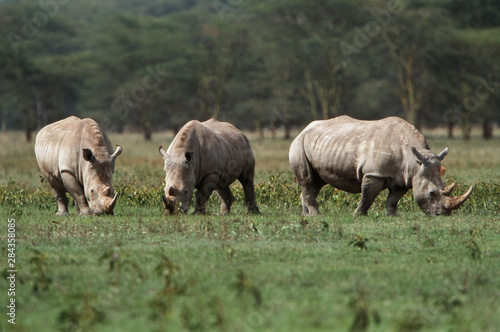 Kenya, Lake Nakuru National Park, Trio of White Rhinoceros (Ceratotherium simum) grazing © Adam Jones/Danita Delimont