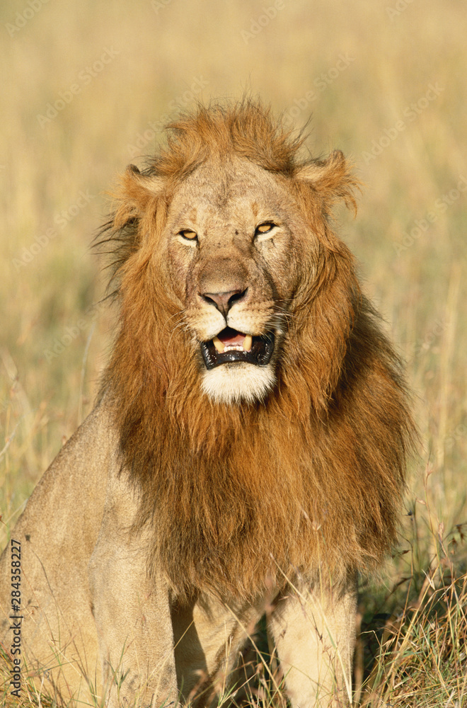 Kenya, Maasai Mara National Reserve, Male Lion (Panthera Leo)