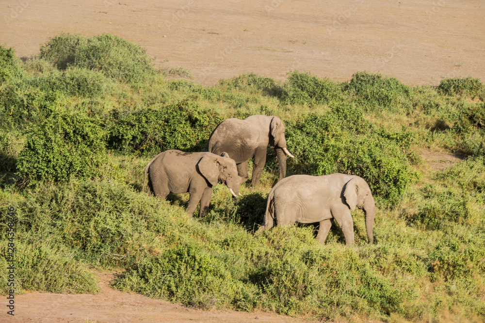 Fototapeta premium East Africa, Kenya, Amboseli National Park, elephant (Loxodanta africana)