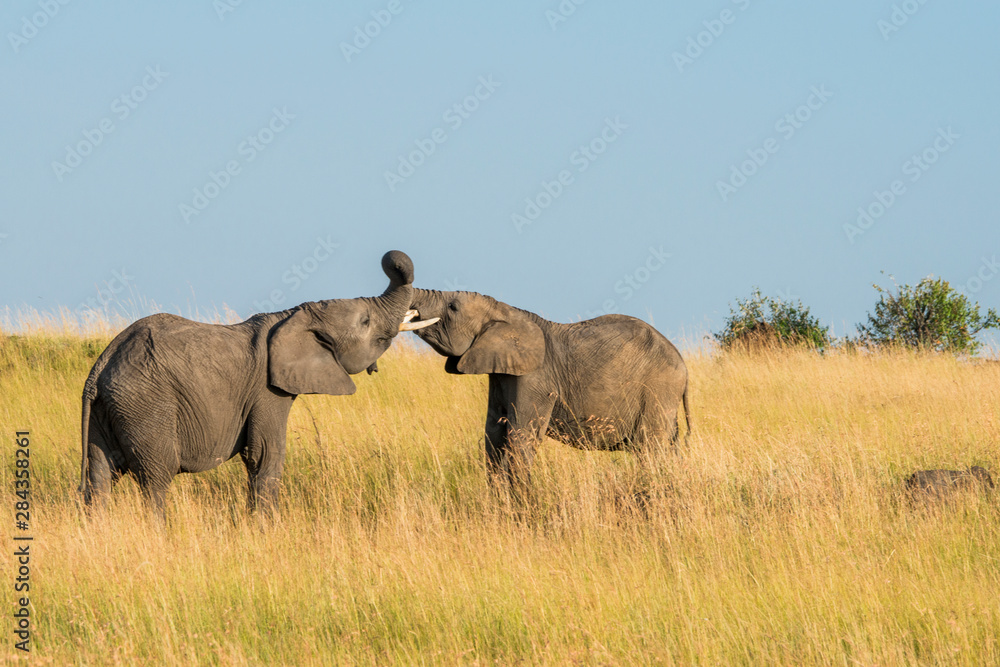 East Africa, Kenya, Maasai Mara National Reserve, Mara Conservancy, Mara Triangle, Mara River Basin, African elephant (Loxodonta africana) East Africa, Kenya, Maasai Mara National Reserve, Mara Conservancy, Mara Triangle, Mara River Basin, African elephant (Loxodonta africana)