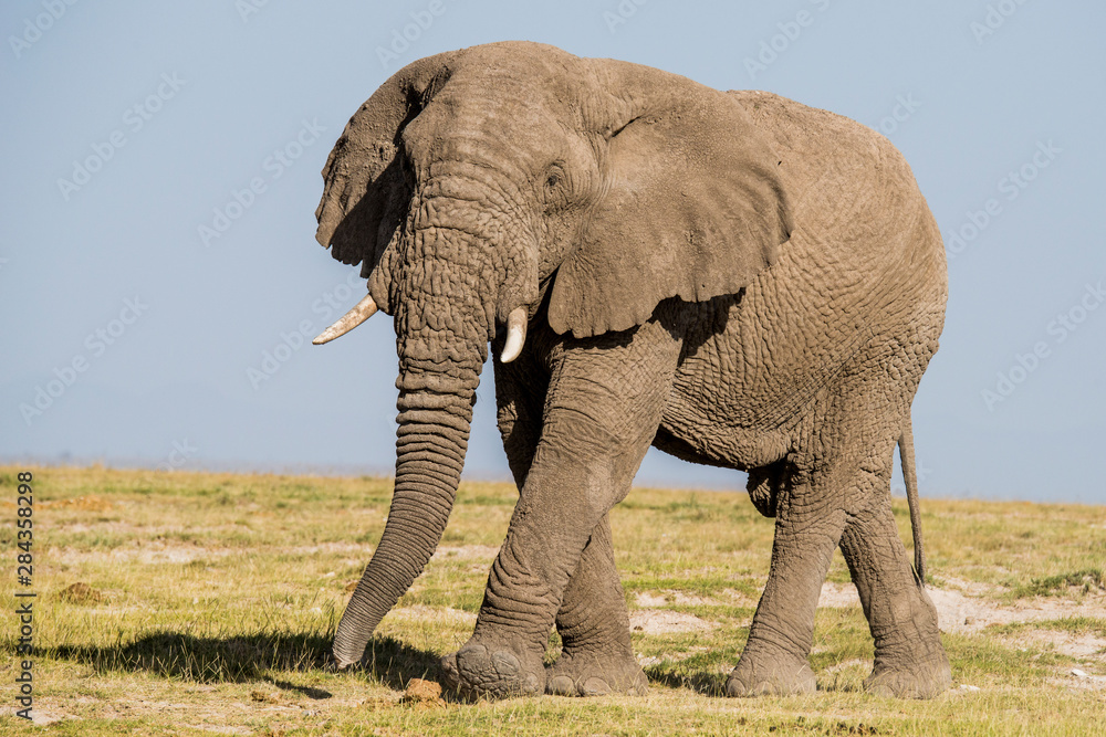 Fototapeta premium East Africa, Kenya, Amboseli National Park, elephant (Loxodanta africana)