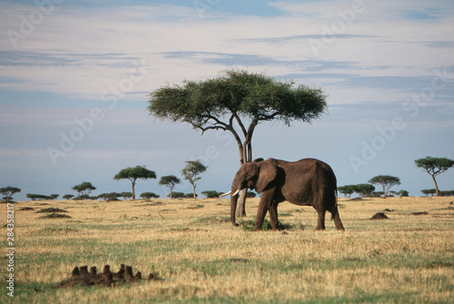 Kenya, Maasai Mara National Reserve, African Elephant (Loxodonta Africana), (African Bush Elephant)
