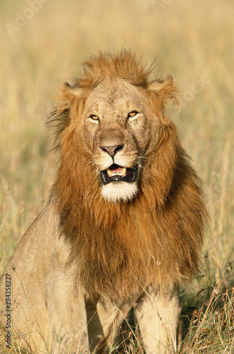 Fototapeta Naklejka Na Ścianę i Meble -  Kenya, Maasai Mara National Reserve, Male Lion (Panthera Leo)