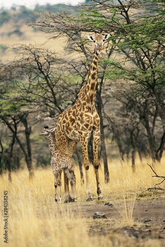 Kenya, Maasai Mara National Reserve, Kenyan Giraffe and three day old baby