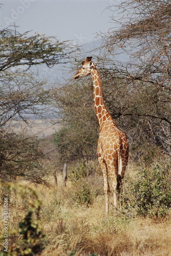 Kenya, Samburu National Reserve, Reticulated giraffe (Giraffa camelopardalis reticulata)