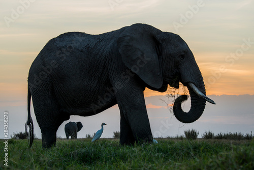 East Africa  Kenya  Amboseli National Park  elephant  Loxodanta africana 
