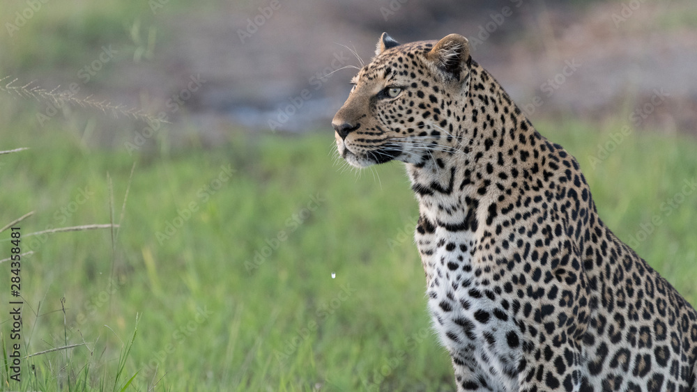 Africa, Kenya, Maasai Mara National Reserve. Close-up of leopard. Africa, Kenya, Maasai Mara National Reserve. Close-up of leopard.